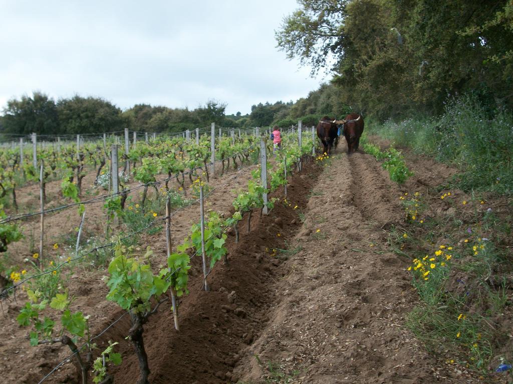 Agriturismo Rocca Su Moru Villa Arbus Bagian luar foto