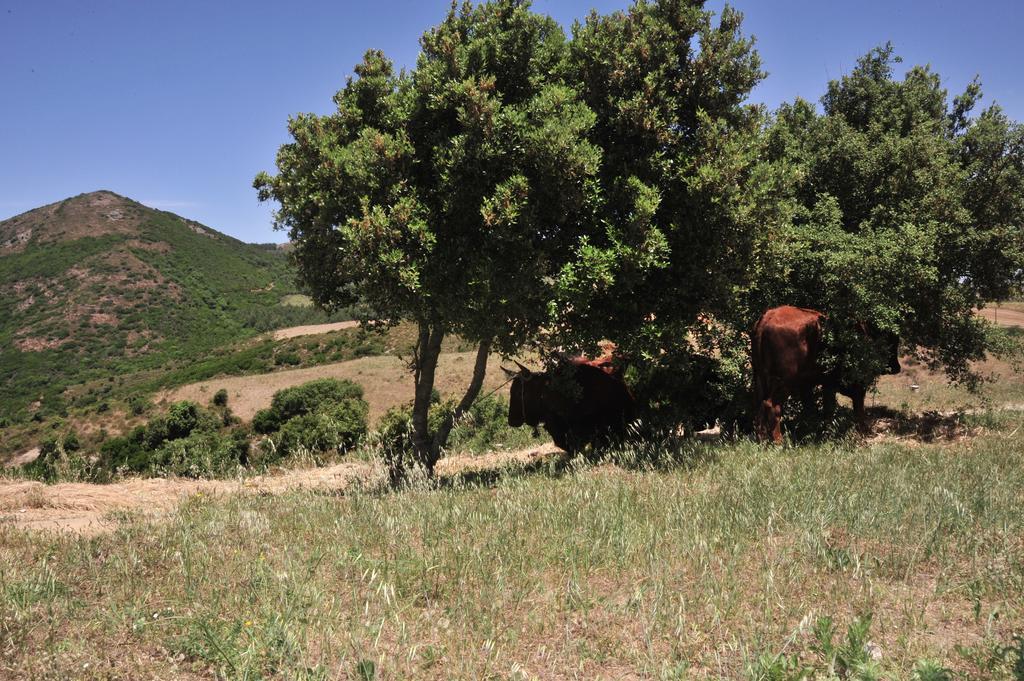 Agriturismo Rocca Su Moru Villa Arbus Bagian luar foto
